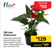 Flora Select 140 mm Anthurium 