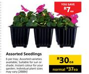 Assorted Seedlings-Each