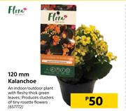 Flora 120mm Kalanchoe