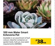 100mm Water Smart Echeveria Pot-Each