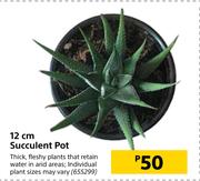 12cm Succulent Pot