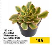 120mm Assorted Water Smart Succulent Pots