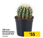 120mm Echinocactus Grusonii Pot