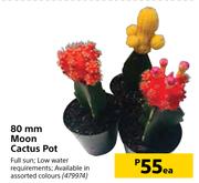 80mm Moon Cactus Pot-Each