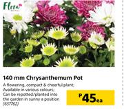 Flora 140mm Chrysanthemum Pot-Each