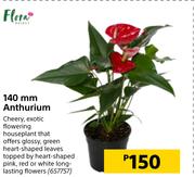 Flora 140mm Anthurium