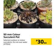 90mm Colour Succulent Pot-Each