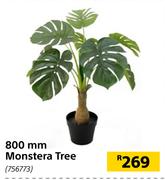 800mm Monstera Tree