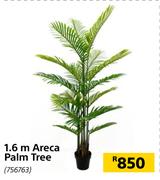 1.6m Areca Palm Tree