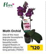 Flora Moth Orchid
