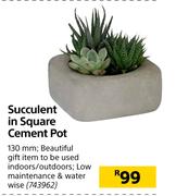 Succulent In Square Cement Pot 130mm