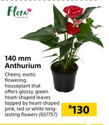 Flora 140mm Anthurium
