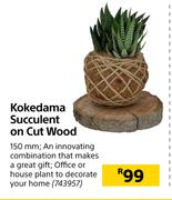 Kokedama Succulent On Cut Wood 150mm