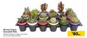 90mm Colour Succulent Pots-each