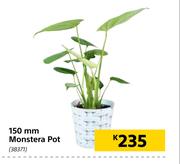 150mm Monstera Pot