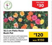 16.5cm Patio Rose Bush Pot