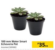 100mm Water Smart Echeveria Pot Assorted-Each