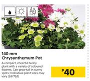 140mm Chrysanthemum Pot