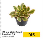 120mm Water Smart Succulent Pot Assorted