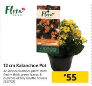 Flora 12cm Kalanchoe Pot