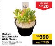 Medium Succulent With White Stones 70mm x 100mm x 75mm