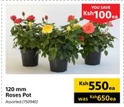 120mm Roses Pot Assorted-Each