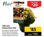 Flora 120mm Kalanchoe Pot