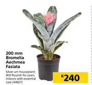 200mm Bromelia Aechmea Fasiata
