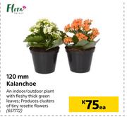 Flora 120mm Kalanchoe-Each