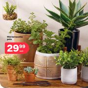 Mini Terracotta Pots-Each