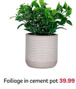Foiliage In Cement Pot