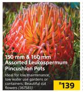 150mm & 160mm Assorted Leucospermum Pincushion Pots