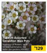 150mm Assorted Geraldton Wax Pots