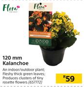 Flora 120mm Kalanchoe