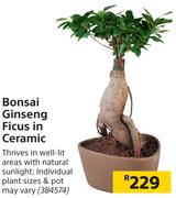 Bonsai Ginseng Ficus In Ceramic