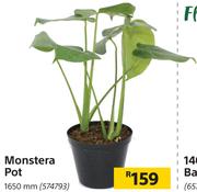 Monstera Pot 1650 mm