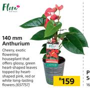 Flora 140 mm Anthurium