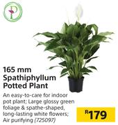 165 mm Spathiphyllum Potted plant