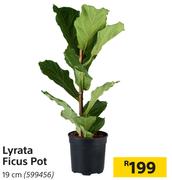 Lyrata Ficus Pot 19 cm