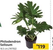Philodendron Selloum 16.5 cm