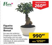 Flora Figueira Ginseng Bonsai