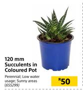 120mm Succulents In Coloured Pot