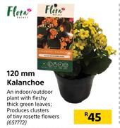 Flora 120mm Kalanchoe 
