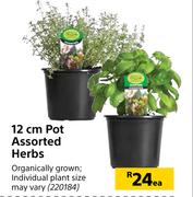 12cm Pot Assorted Herbs-Each