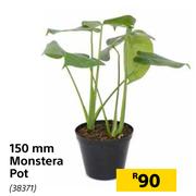 150mm Monstera Pot