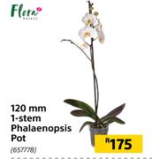 Flora 120mm 1 Stem Phalaenopsis Pot