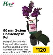 Flora 90mm 2 Stem Phalaenopsis Pot