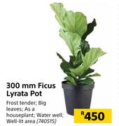 300mm Ficus Lyrata Pot