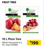 Fruit Tree 10L Plum Tree