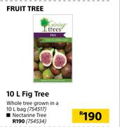 Fruit Tree 10L Fig Tree